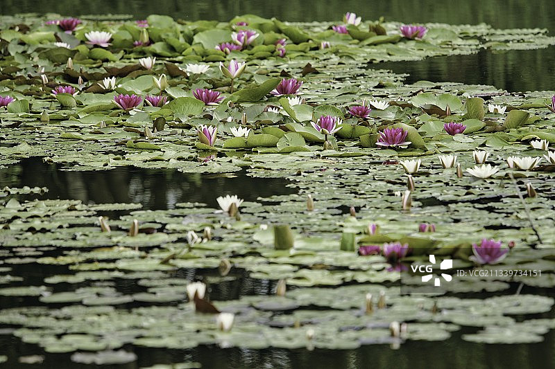 特写荷花睡莲在湖中，波兰图片素材
