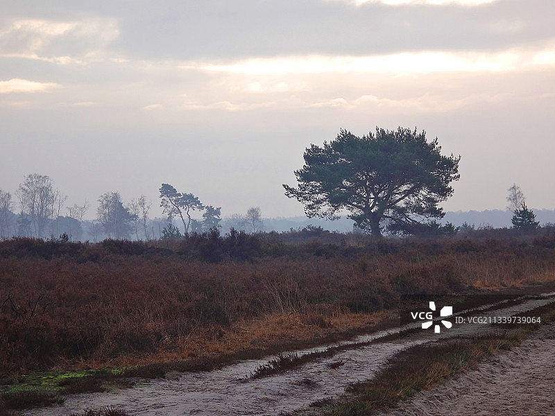 比利时卡尔姆绍，日落时分，田野上的树木映衬着天空图片素材