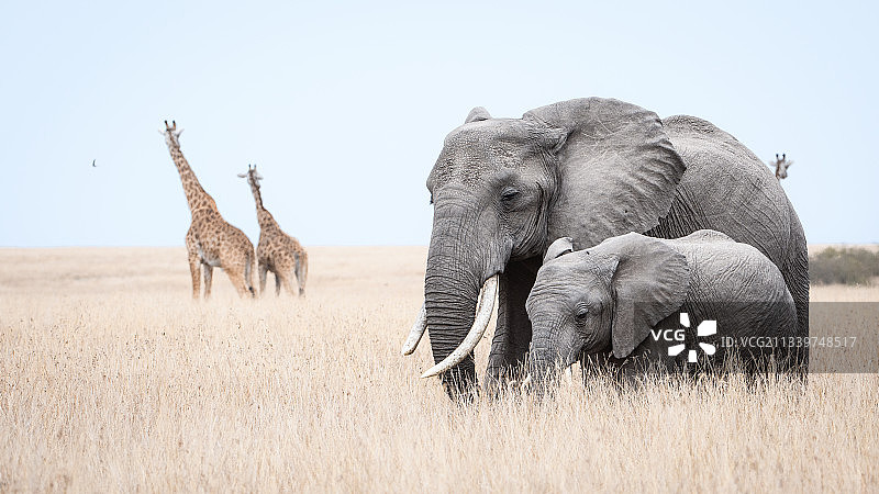 两只非洲象和两只长颈鹿，马赛马拉国家保护区，肯尼亚图片素材