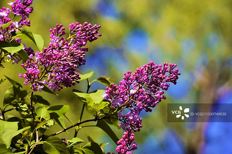 特写紫色开花植物，厄尔贝尔斯公园，加拿大图片素材