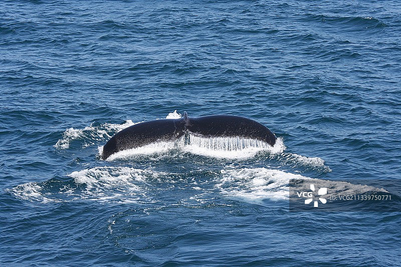 座头矮小须鲸在海里游泳的高角度视图图片素材