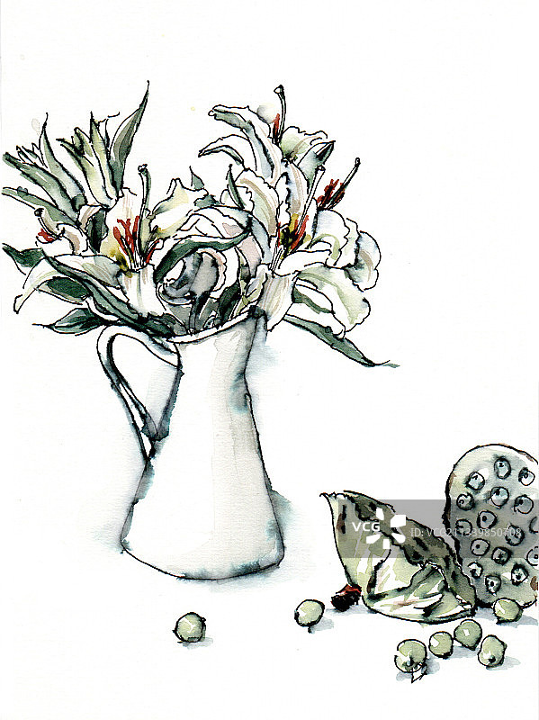 钢笔淡彩百合花与莲蓬图片素材