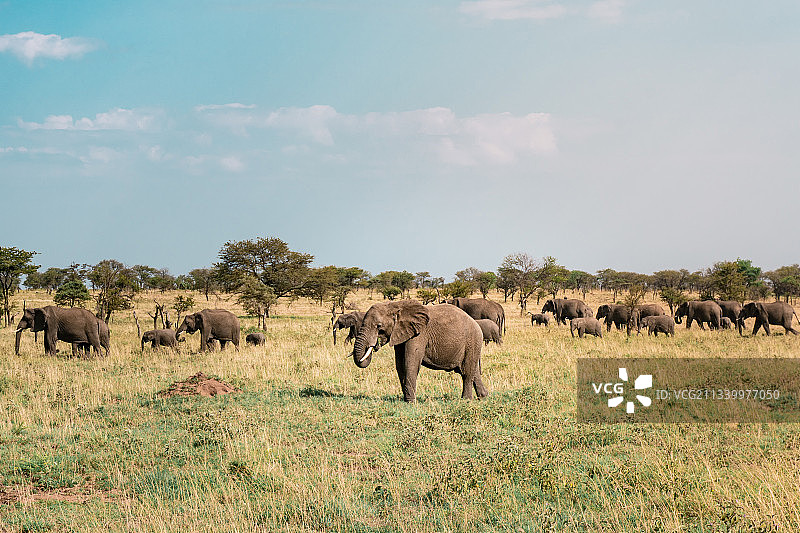 坦桑尼亚塞伦盖蒂国家公园的塞伦盖蒂象家族图片素材