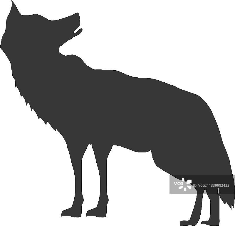 狼的野生动物图片素材