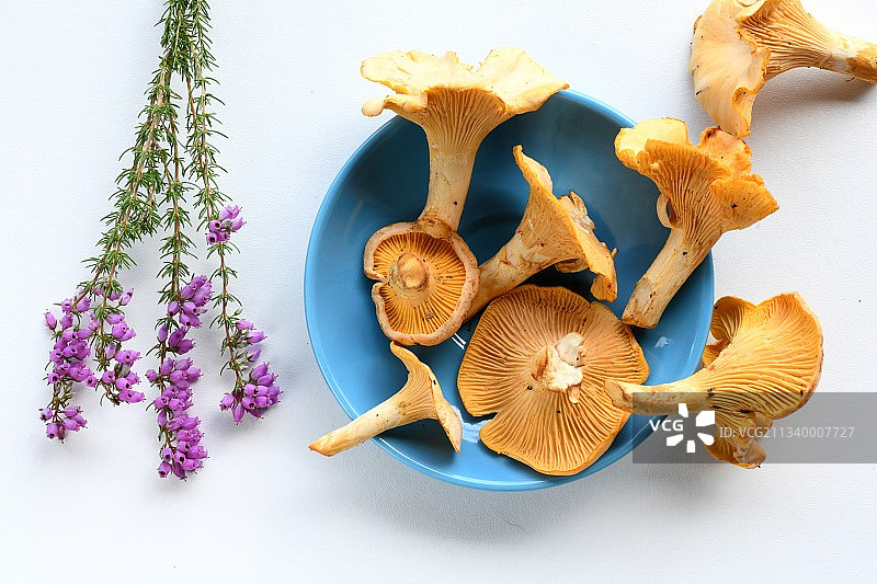 白色背景下的蘑菇碗的高角度视图，法国图片素材