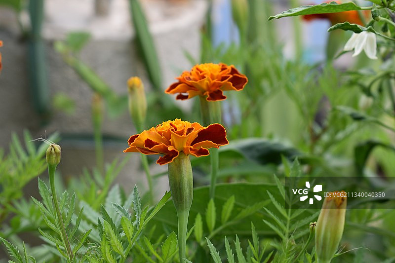 橙色开花植物的特写镜头图片素材