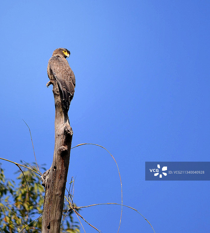 印度加尔班加森林，捕食的鹰栖息在光秃秃的树上，湛蓝的天空图片素材