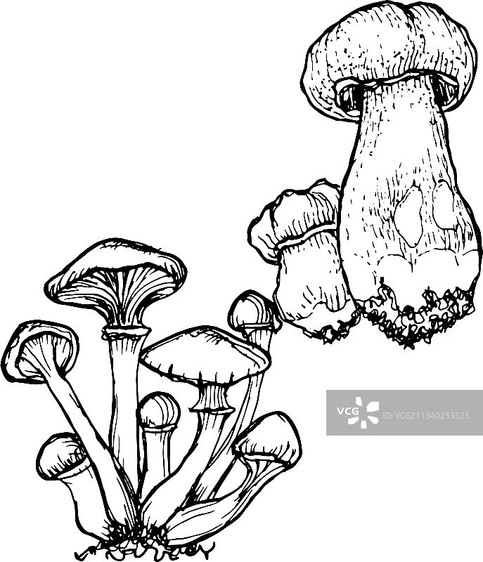 蘑菇蘑菇菜单图形手图片素材