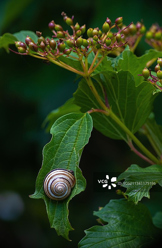 蜗牛在植物上的特写镜头图片素材