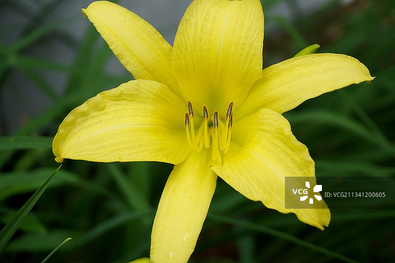 黄色开花植物的特写图片素材