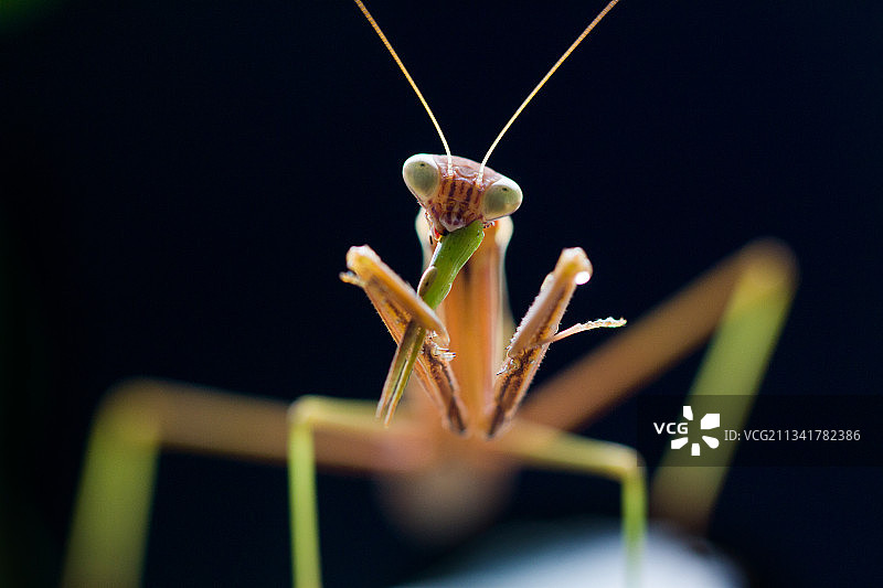 昆虫摄影    螳螂图片素材
