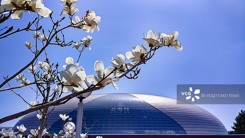 春天里，晴朗的天气，国家大剧院前盛开的玉兰花。图片素材
