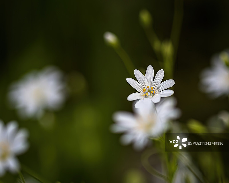 德国德累斯顿白色开花植物的特写图片素材