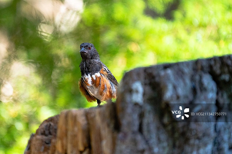 特写热带鸣禽栖息在木材上，温哥华岛，不列颠哥伦比亚省，加拿大图片素材