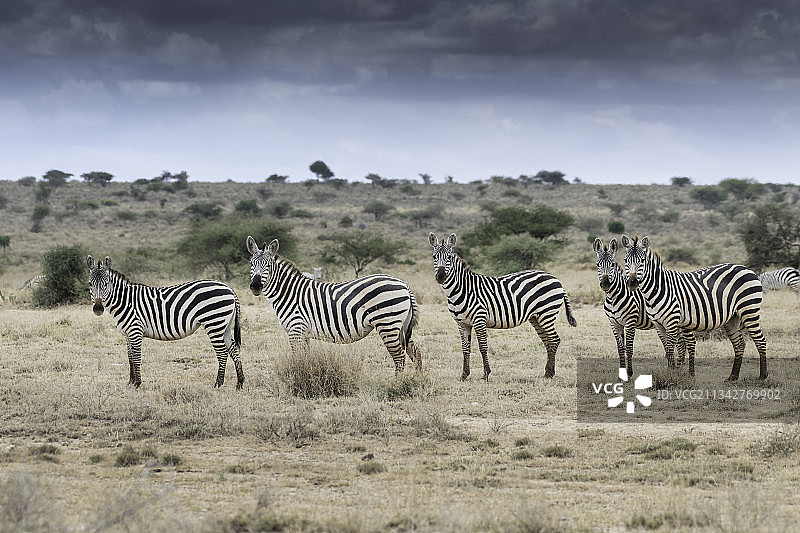 肯尼亚安博塞利国家公园，斑马站在田野上的高角度照片图片素材
