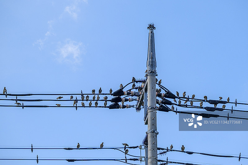 低角度的观点，鸟栖息在电缆在晴朗的蓝天图片素材