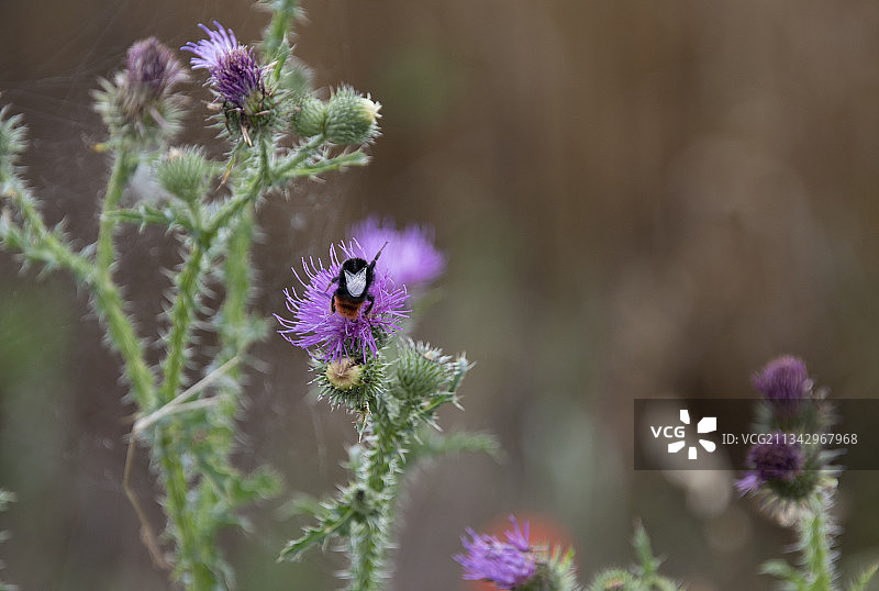 德国奥伯勒斯巴赫，紫蓟花上的蜜蜂特写图片素材
