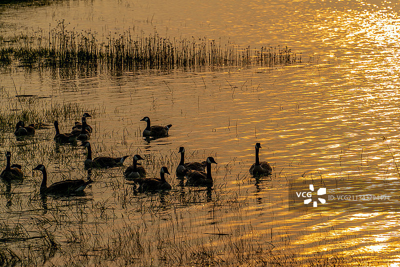日落时湖面上游泳的鸭子的高角度视图图片素材