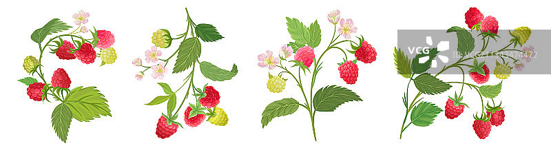 树莓果，花，叶图片素材
