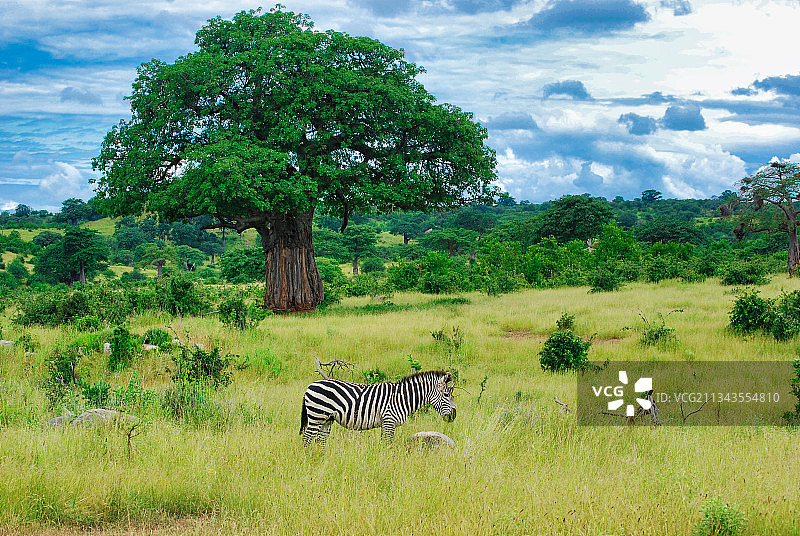 坦桑尼亚米库米国家公园，斑马站在草地上，天空乌云密布图片素材
