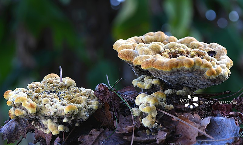 法国树上的蘑菇特写镜头图片素材