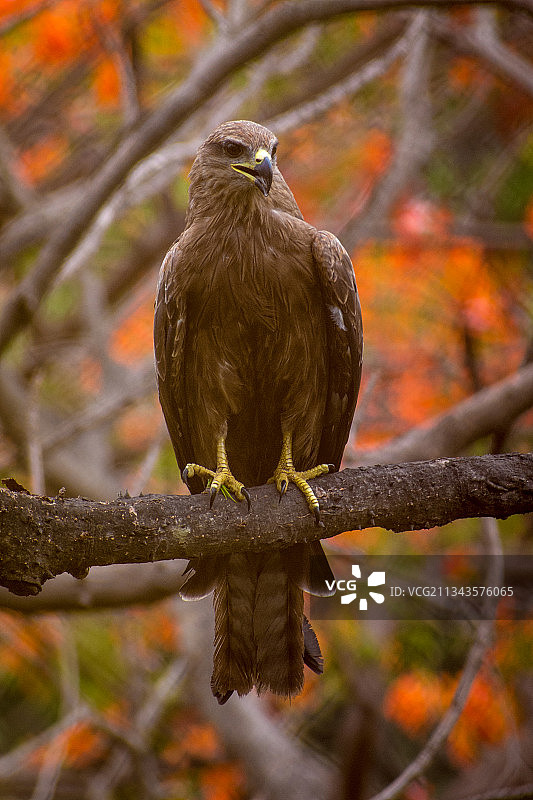 印度马哈拉施特拉邦孟买，栖息在树枝上的猛禽特写图片素材