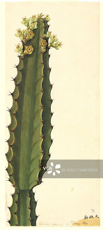 大戟属植物,19世纪的艺术品图片素材