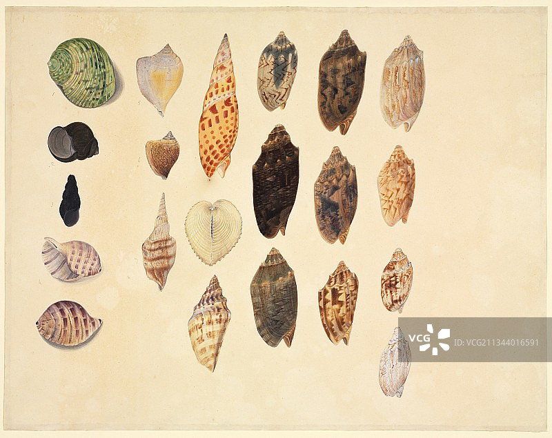 贝壳,19世纪图片素材