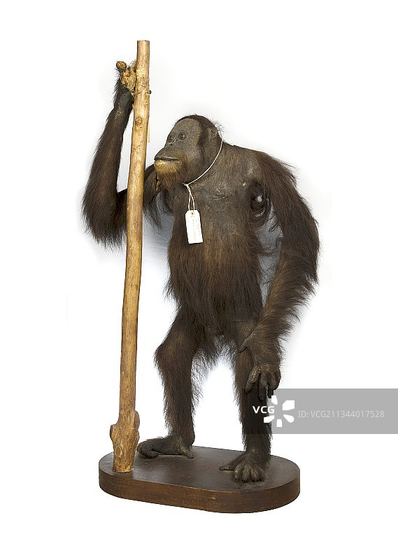 婆罗洲的猩猩图片素材