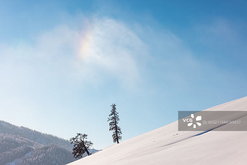 雪山山坡上的树与彩虹图片素材