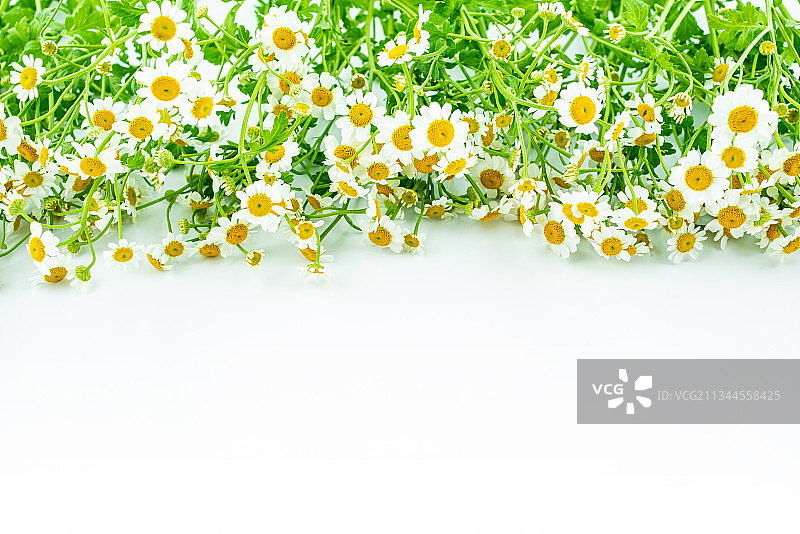 美丽的小白菊鲜花海报背景图片素材