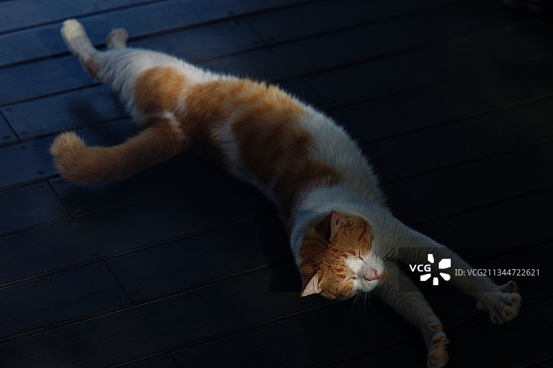 猫躺在地板上的高角度视图图片素材