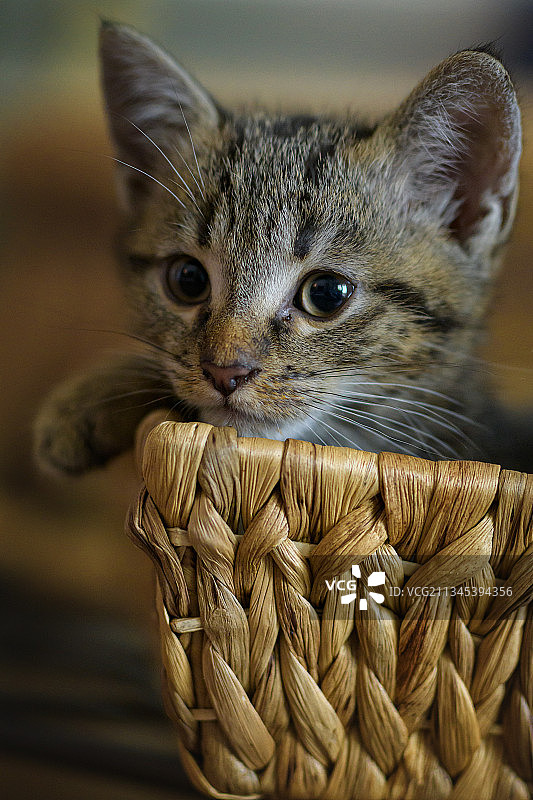 德国冈德恩豪森，柳条篮子里的小猫的特写镜头图片素材