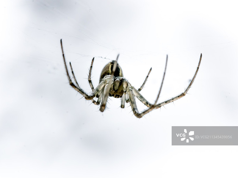 拉脱维亚，罗哈教区，白色背景下的蜘蛛特写图片素材