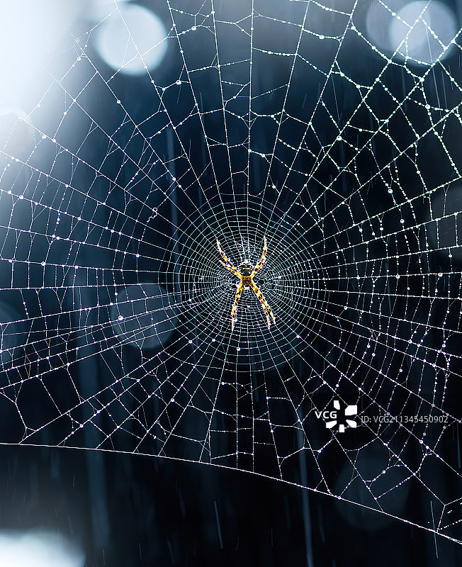 印度Buxa老虎保护区，蛛网上的蜘蛛特写图片素材