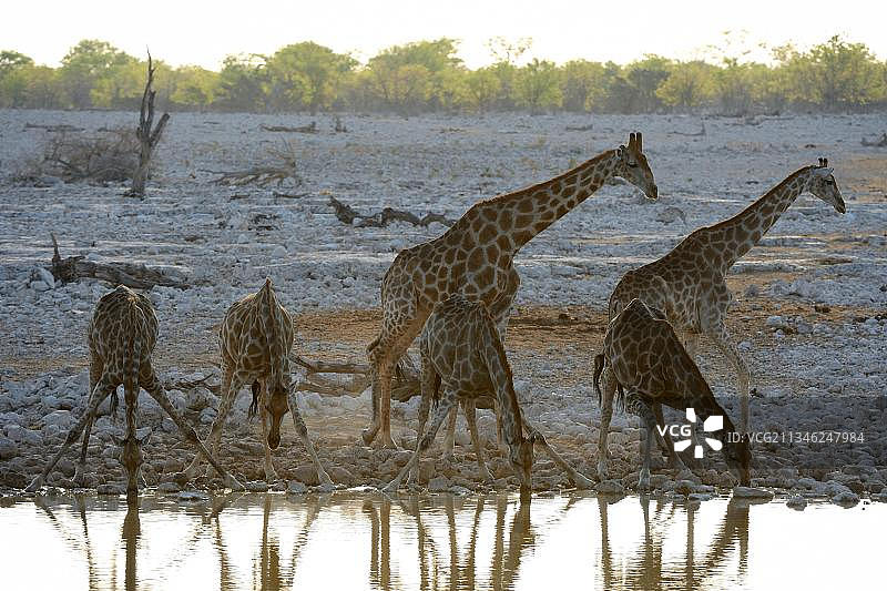 安哥拉长颈鹿(长颈鹿camelopardalis angolensis)在水坑饮水，Okaukuejo，旱季，Etosha国家公园，纳米比亚，非洲图片素材