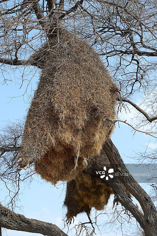 社交织布鸟(社会织布鸟)在树上的鸟巢殖民地，Etosha国家公园，纳米比亚，非洲图片素材