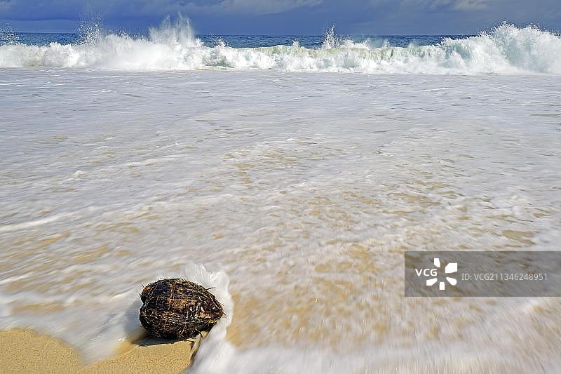 非洲，塞舌尔，马埃岛，Anse Intendance，一公里长的梦想海滩上的椰子图片素材