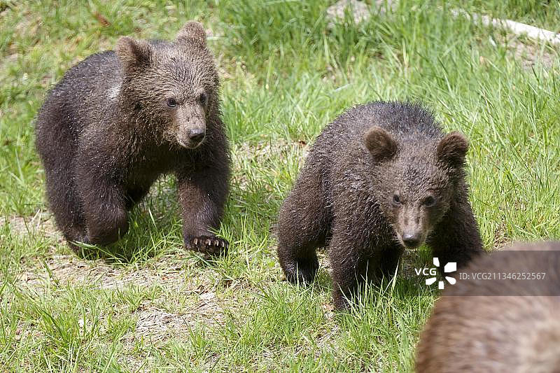 棕熊(arctos)，母熊和幼崽，圈养，巴伐利亚，巴伐利亚森林国家公园，德国，欧洲图片素材
