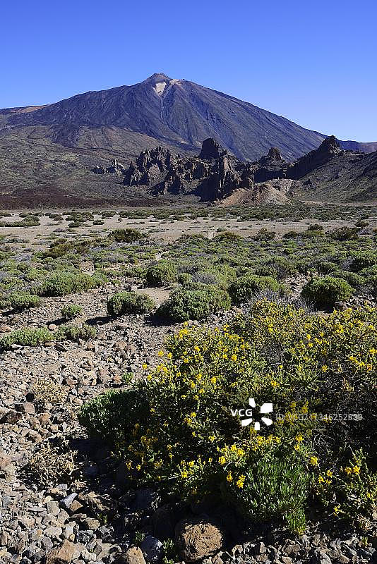 火山植被，Pico del Teide火山在后面，特内里费，加那利群岛，西班牙，欧洲图片素材