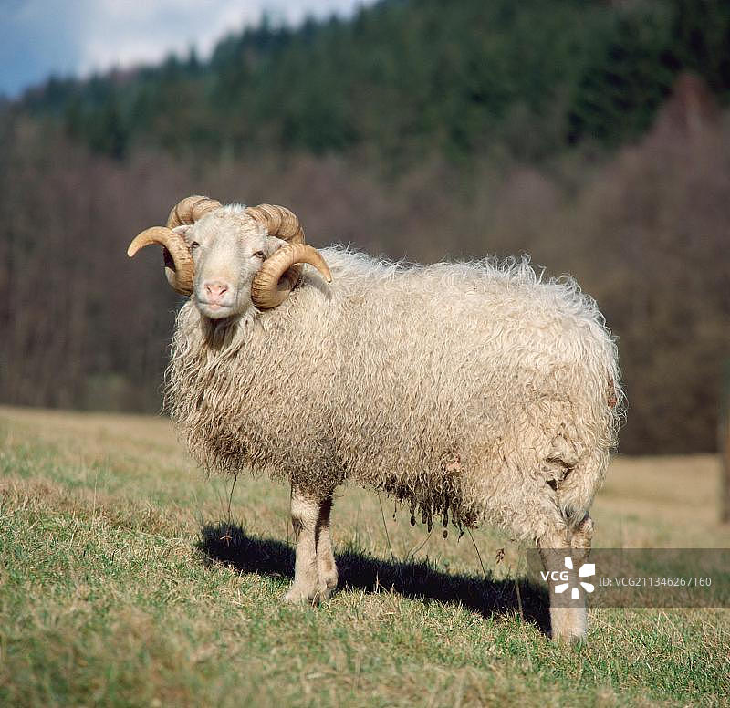 公羊，公羊，侧羊，侧羊图片素材