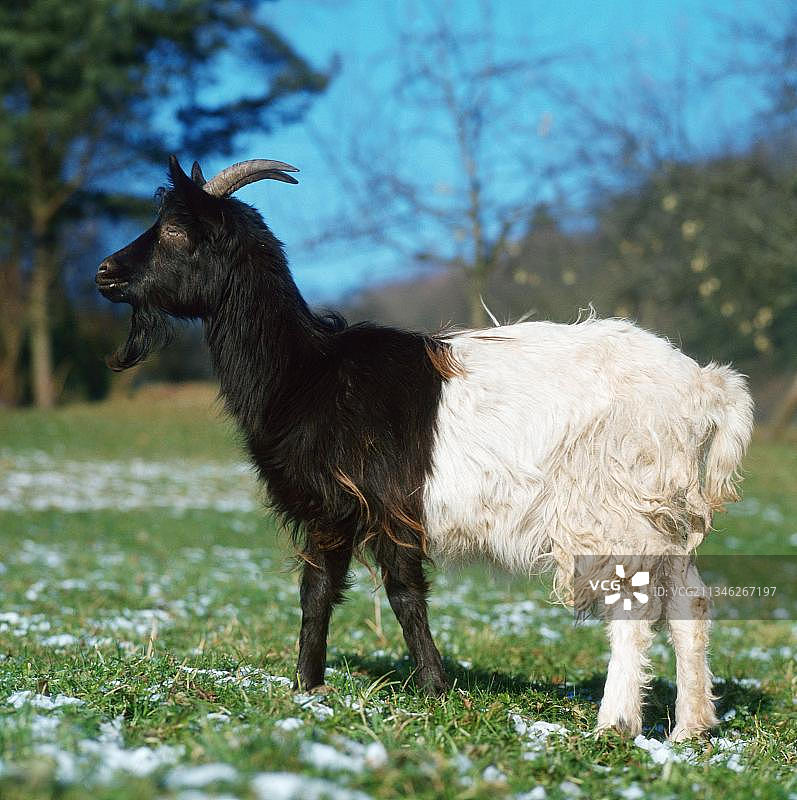 沃利斯山羊，沃利斯山羊，威尔士黑颈山羊，山羊，山羊，一边，一边图片素材