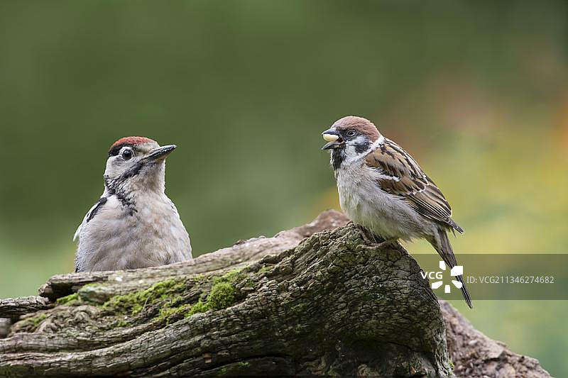 年轻的斑点啄木鸟和(Passer montanus)，下萨克森州，德国，欧洲图片素材