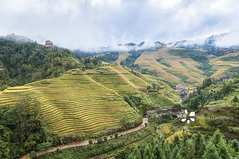 广西桂林大美龙脊梯田，金黄色的稻子，云雾缭绕，山间民宿房屋若图片素材
