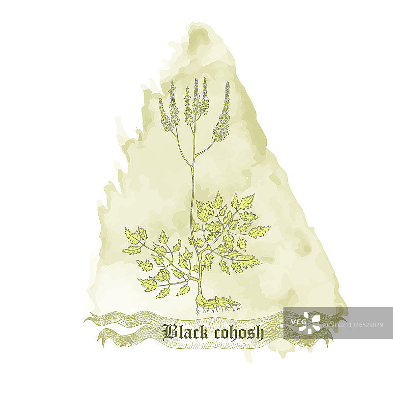 徽章上有黑色升麻植物和水彩斑点图片素材
