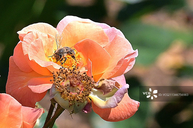 昆虫在花上的特写镜头图片素材