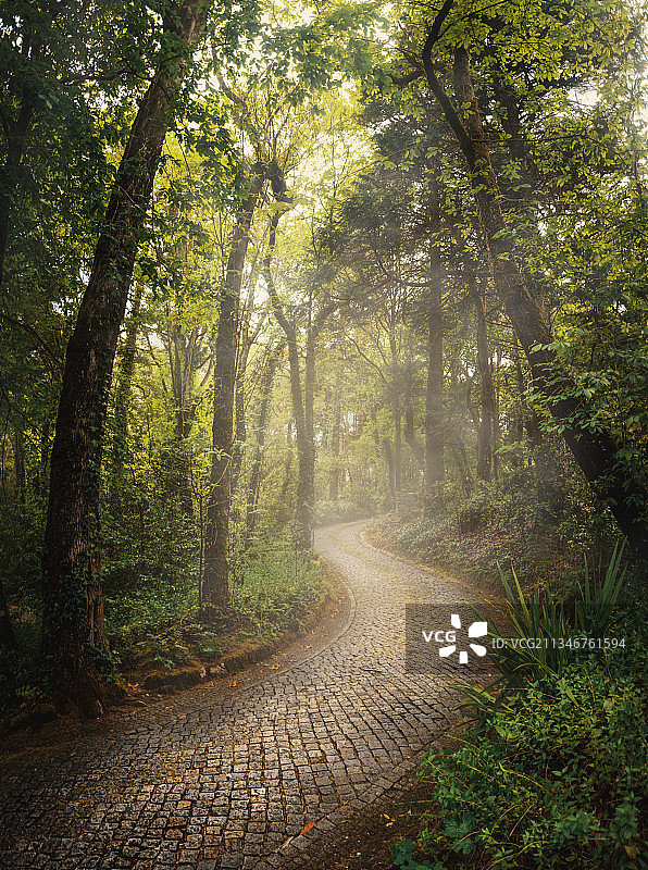 葡萄牙辛特拉，森林中树木间的空旷道路图片素材