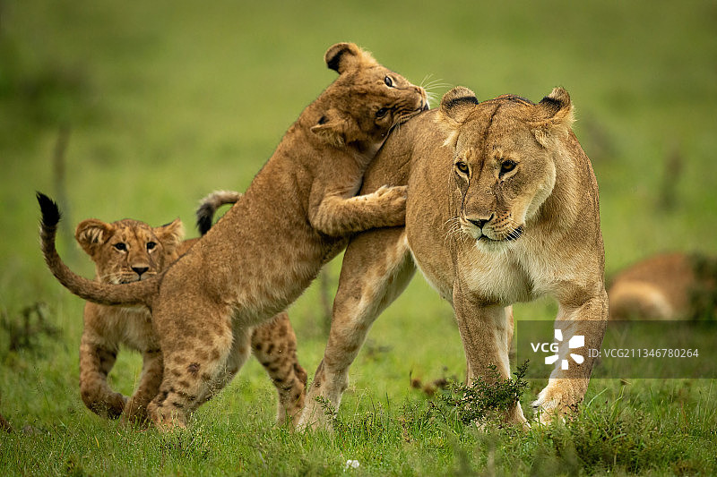 肯尼亚，马赛马拉，纳罗克，幼狮在与行走的母狮搏斗并咬伤其臀部图片素材