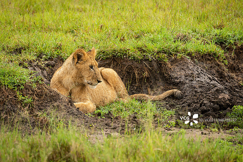 肯尼亚，马赛马拉，纳罗克，小狮子躺在朝右的沟里图片素材