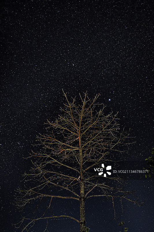 夜晚树木与天空的低角度视图图片素材